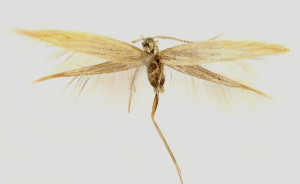 wingspan 12 mm