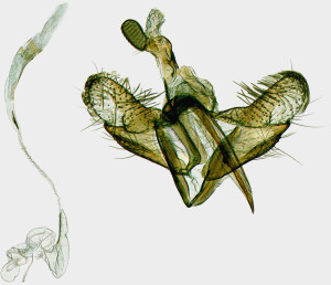  Coleophora-narbonensis-Hungary-Csákberény-Bucka-hegy-7.-5.-2003-leg.-Richter-Ig.-GP-19521-IgR-kópia.jpg