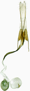  Coleophora-narbonensis-Hungary-Csákberény-Bucka-hegy-7.-5.-2003-leg.-Richter-Iv.-GP-19522-IgR-kóp