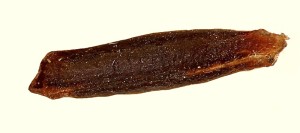 Coleophora kroneella