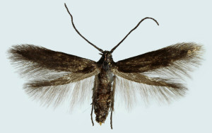 Slovakia, Prievidza, 3. 5. 2012, ex larvae - Spiraea sp., leg., cult., det. & coll. Richter Ig., wingspan 10 mm