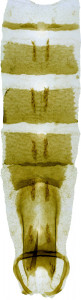 21 - 2850  Coleophora clarissa abd.