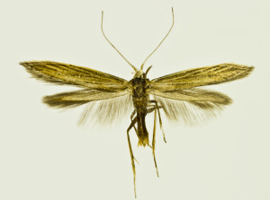Russia, South Ural, Moskovo, 15. - 18. 7. 2011, leg. & coll. Šumpich, det. Budashkin, wingspan 17 mm - bona specie (Budashkin)