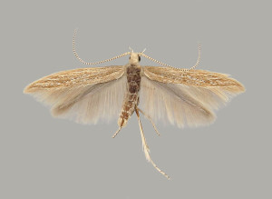 female, wingspan  mm, Photo: Budashkin