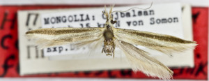HOLOTYPUS, coll. TTMB, wingspan 18 mm