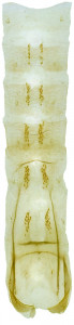 24 - 2816 Coleophora adilella abd.