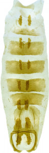 30 - 2813 Coleophora aequidensa abd.