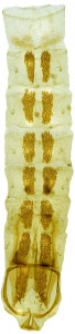35 - 759 Coleophora hamata abd.