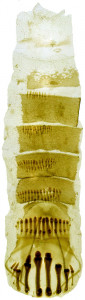 9 -3860 Coleophora sequens abd.