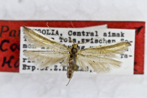 PARATYPUS, coll. TTMB, wingspan 17 mm