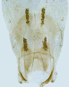 Coleophora ochroflava, 26939 abd. – kópia