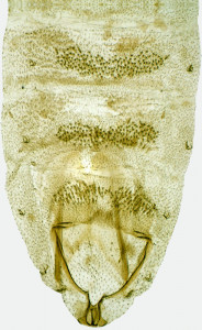 Coleophora gossypinae, 27380 abd.